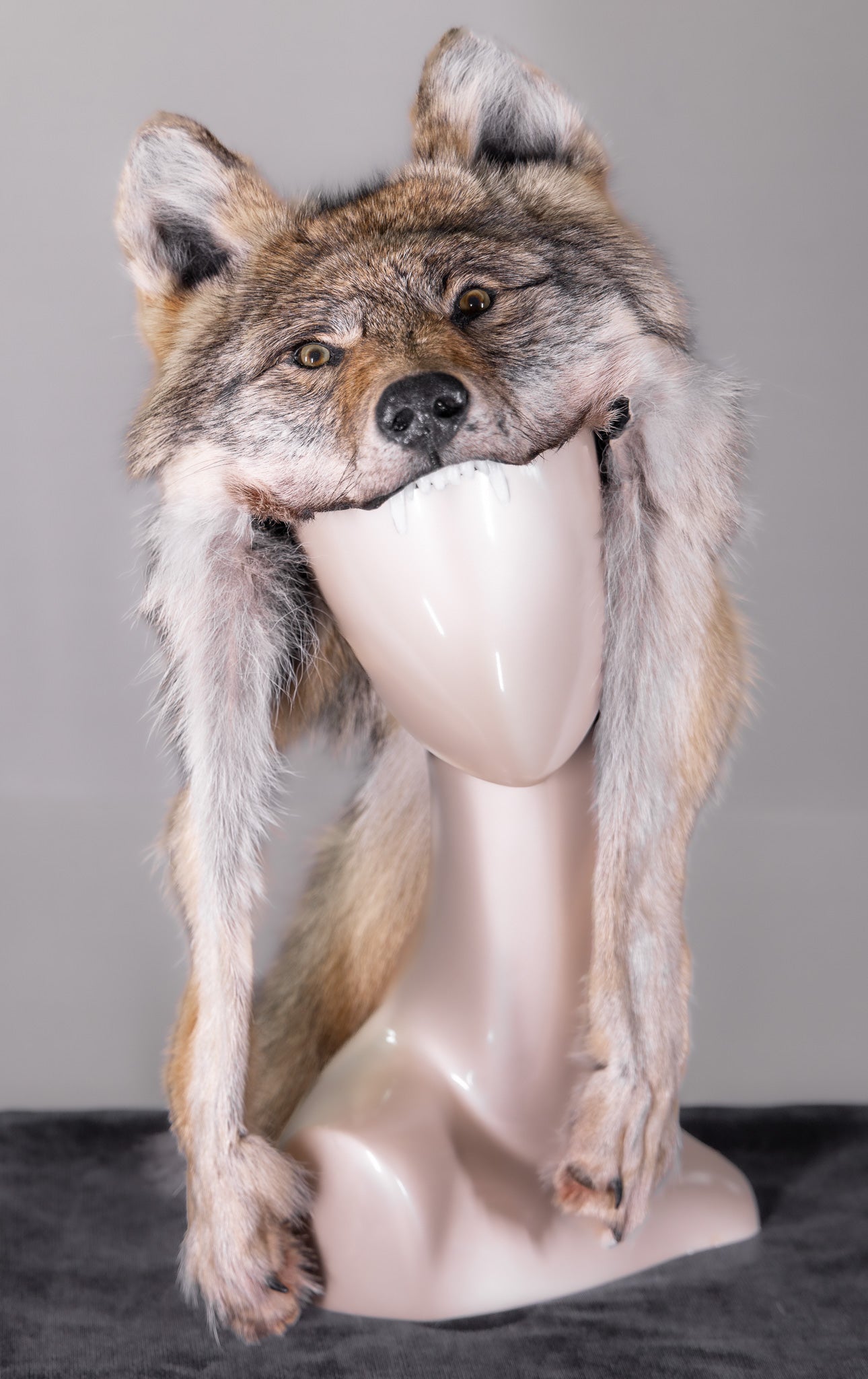 Natural Coyote Rondy Hat