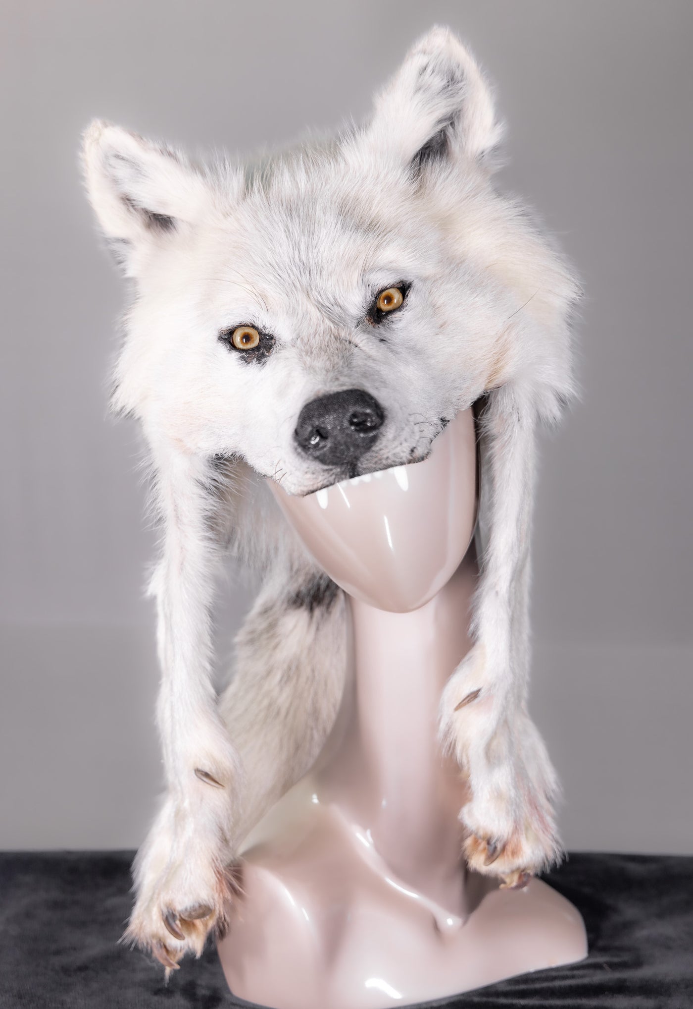 Natural Coyote Rondy Hat