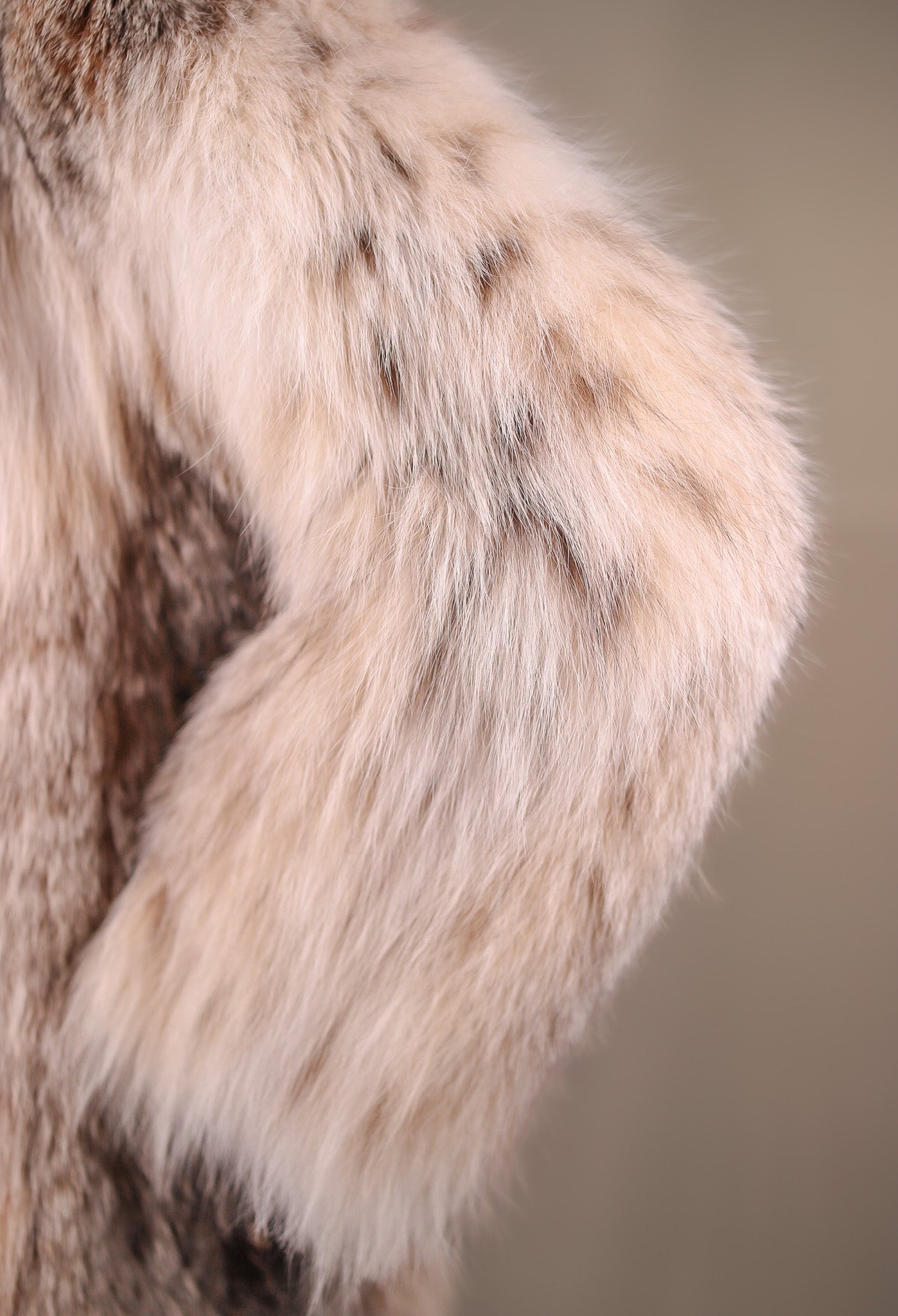 Natural Full-Skin Canadian Lynx Stroller