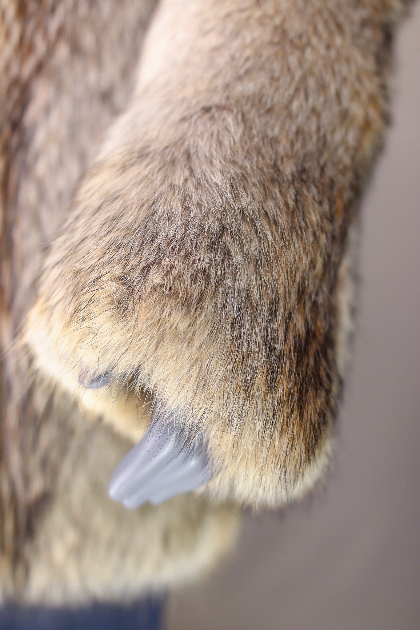 Full-Skin Coyote Parka